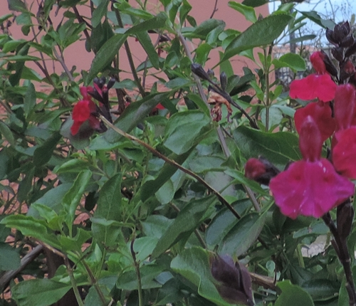 fiore rosso:  cultivar di Salvia greggii
